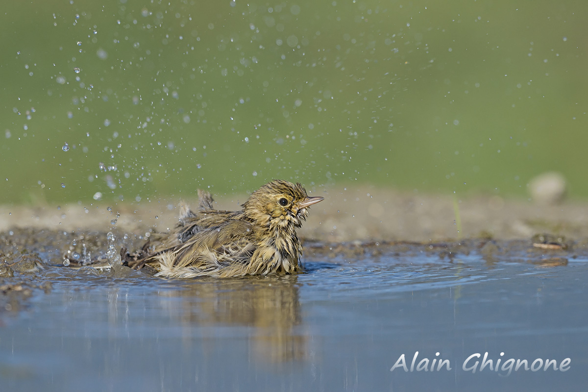 prispolone alla pozza dei miracoli...